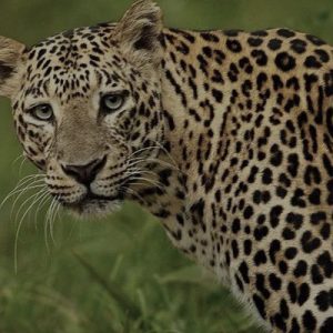 Yala National Park