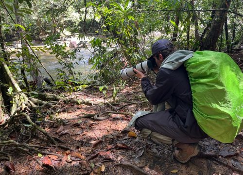 Sinharaja Rainforest Day Tour