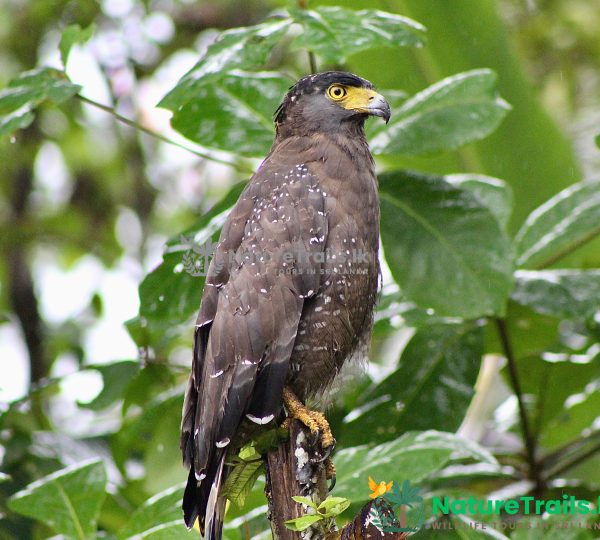 Sinharaja Rainforest Day Tours - Crested Serpent Eagle