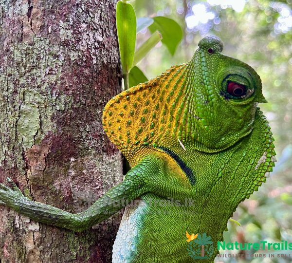 Hump Nosed Lizard - Reptile Watching Tours by NatureTrails.lk