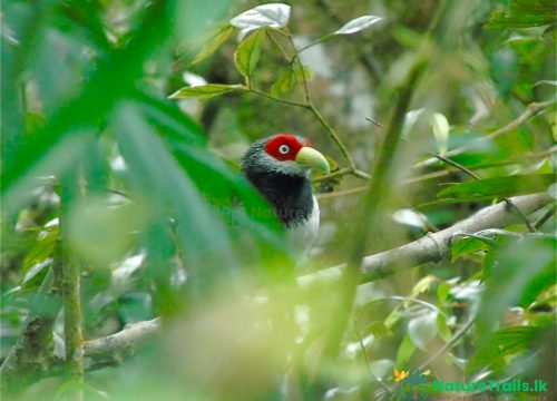 Sinharaja Rainforest Birdwatching Tour