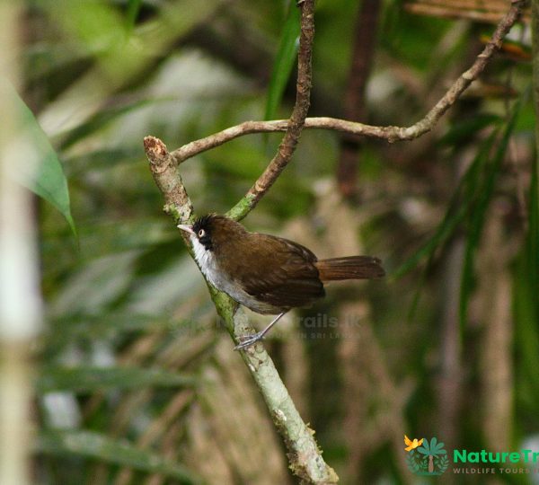 Dark Fronted Babbler - Sinharaja Rainforest Bird Watching Tour by NatureTrails.lk