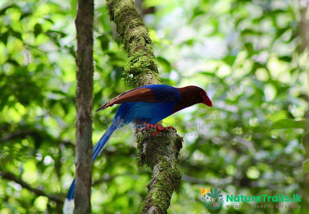 Sri Lanka Blue Magpie - Sinharaja Rainforest Bird Watching Tour by NatureTrails.lk sri lanka endemic birds