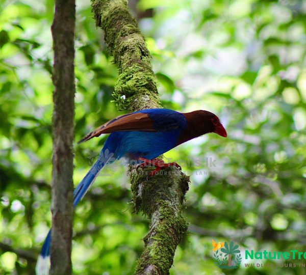 Sri Lanka Blue Magpie - Sinharaja Rainforest Bird Watching Tour by NatureTrails.lk sri lanka endemic birds