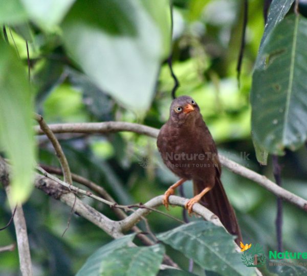 Orange Billed Babbler - Sinharaja Rainforest Bird Watching Tour by NatureTrails.lk