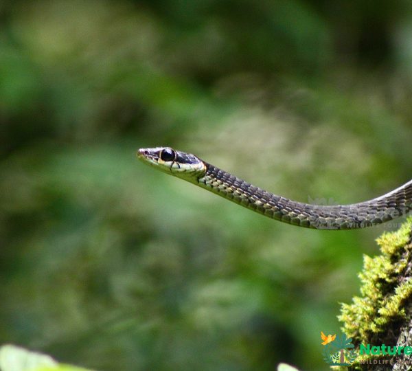 Bronzeback - Reptile Watching Tours by NatureTrails.lk