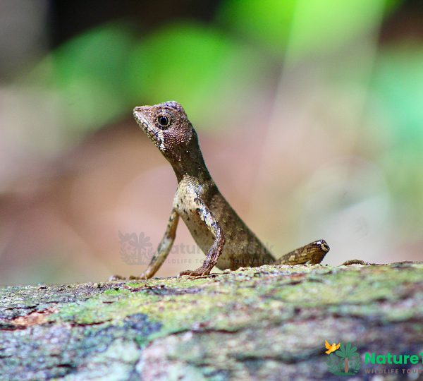 Sri Lanka Kangaroo Lizard - Reptile Watching Tours by NatureTrails.lk