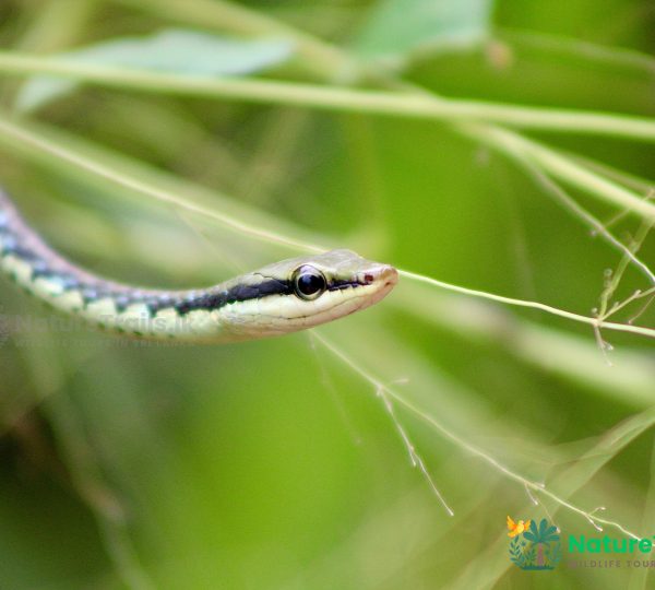 Bronzeback2 - Reptile Watching Tours by NatureTrails.lk