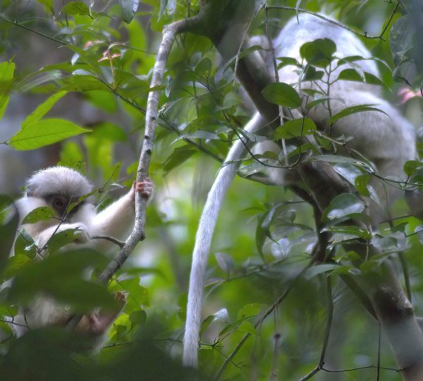 Wildlife Tours in Sri Lanka