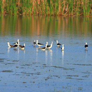 Bundala National Park