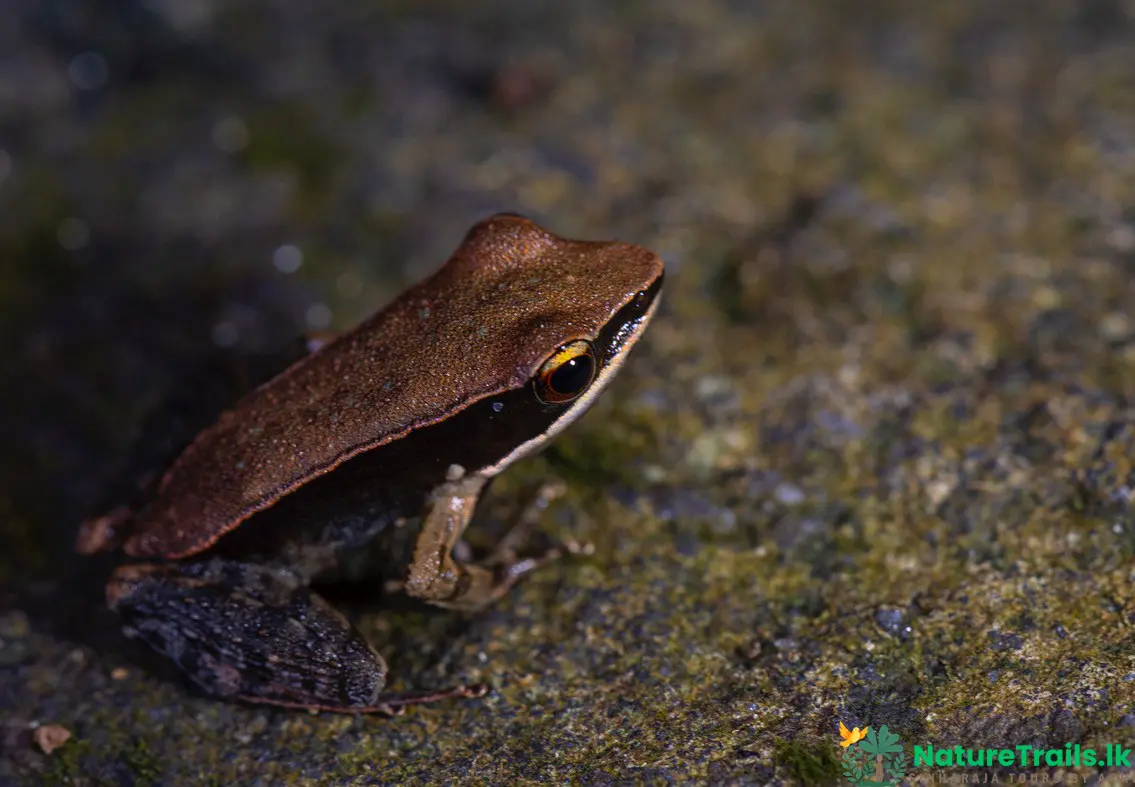 Amphibians of Sinharaja Rainforest - Indosylvirana spp